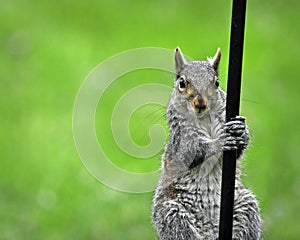 Pole Climbing Squirrel