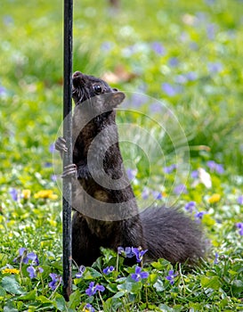 Pole dancing squirrel in spring