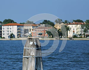 Pole to moor the boat the the house of Lido di Venezia in Italy photo