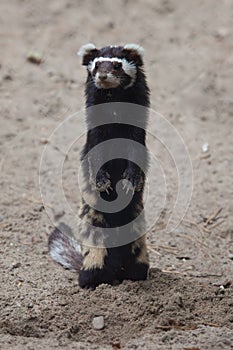 Polecat