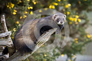 Polecat