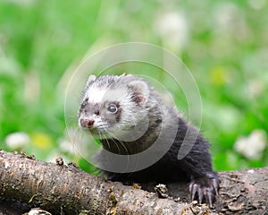 Polecat.