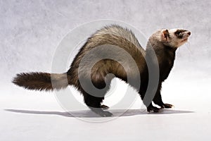 Polecat