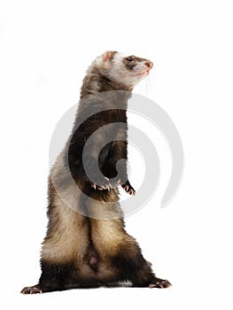 Polecat