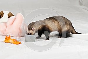 Polecat ate from cup