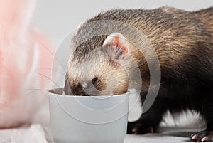 Polecat ate from cup