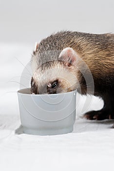 Polecat ate from cup