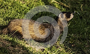 Polecat checking out possible food