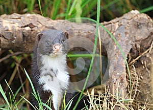 Polecat-coloured Ferret