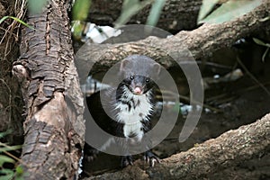 Polecat-coloured Ferret