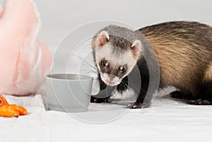 Polecat with cup