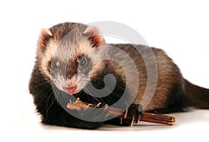 Polecat eating