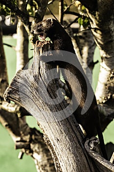 Polecat feeding on a tree stump