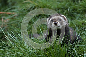 Polecat in grass