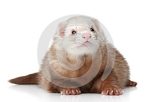 Polecat lying on a white background