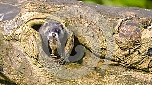 Polecat with mouse prey in burrow