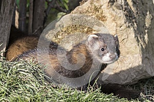 Polecat (Mustela putorius)