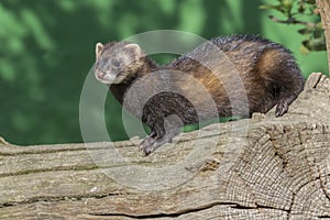 Polecat (Mustela putorius)