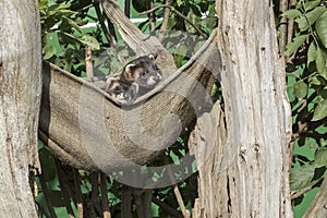 Polecat (Mustela putorius)