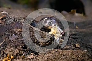 Polecat at night with prey