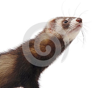 Polecat portrait