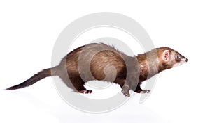 Polecat in profile. isolated on white background