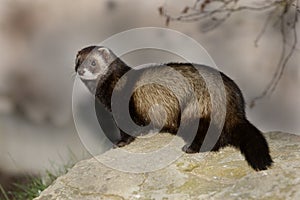 Polecat, Putorius putorius