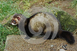 Polecat sitting on stone