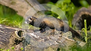 Polecat on trunk in forest at night