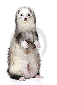 Polecat on a white background