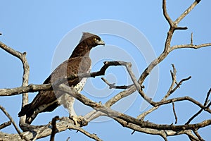Polemaetus bellicosus (Martial eagle)