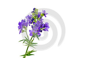 Polemonium caeruleum. Cultivated flower. isolate