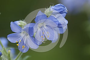 Polemonium caeruleum flowers