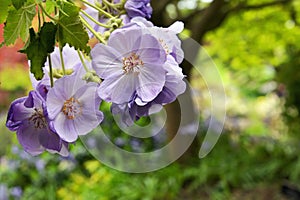 Polemonium caeruleum or Jacob`s ladder flowers