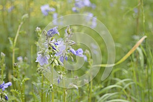 Polemonium caeruleum with light blue flowers