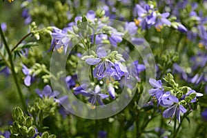 Polemonium caeruleum with lila flowers