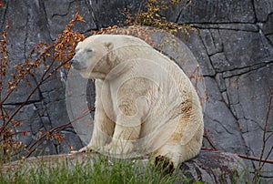 Poler bear sitting down