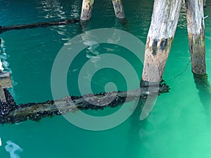 Poles providing support under pier