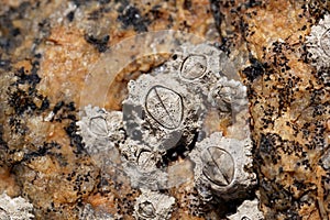 Poli stellate barnacle s0hell, Chthamalus stellatus, on a rocky substrate photo