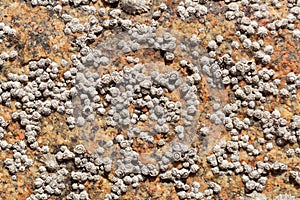 Poli stellate barnacle shells, Chthamalus stellatus, on a rocky substrate