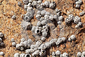 Poli stellate barnacle shells, Chthamalus stellatus, on a rocky substrate photo
