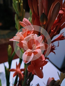 Polianthes tuberosa (Latin name of the nightshade flower)