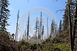 Polica mountain - Beskid Zywiecki, Poland photo