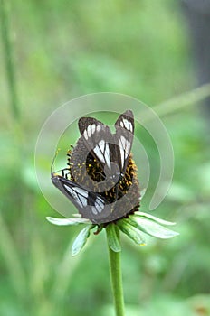 Police Car Moths Pollinating Western Coneflower