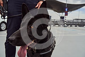 Police detection dog on duty with security officer at airport