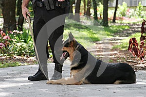 Police Dog 1