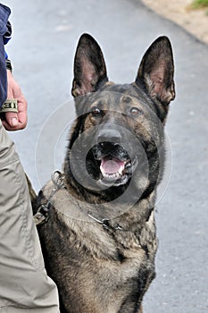Police dog