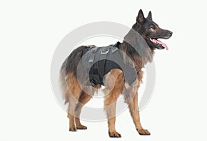 Police dog