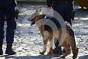 Police dog