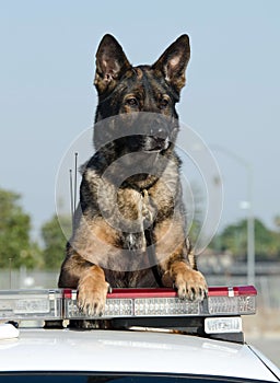 Police Dog